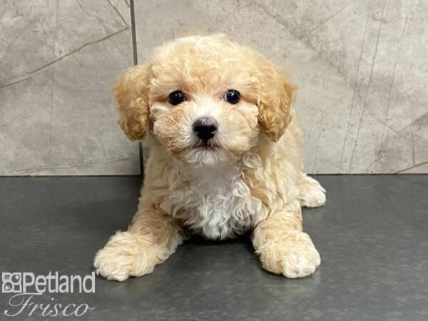 Bichon Poo-DOG-Female-Cream-28695-Petland Frisco & Mckinney, Texas