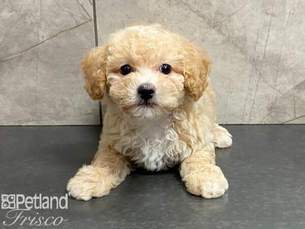 Bichon Poo DOG Female Cream 28695 Petland Frisco, Texas