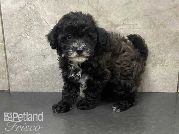 Bichonpoo DOG Female Brown 28696 Petland Frisco, Texas