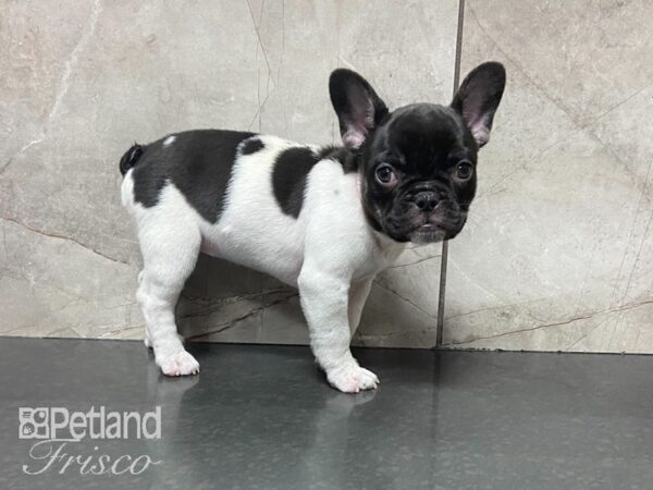French Bulldog-DOG-Female-Blk & Wht-28729-Petland Frisco & Mckinney, Texas