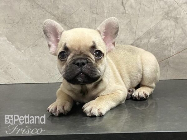 French Bulldog-DOG-Male-Fawn-28728-Petland Frisco & Mckinney, Texas