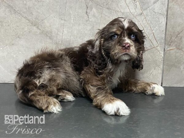 Cocker Spaniel DOG Male Choc Merle 28727 Petland Frisco, Texas