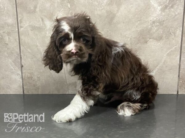 Cocker Spaniel-DOG-Male-Choc Merle-28726-Petland Frisco & Mckinney, Texas