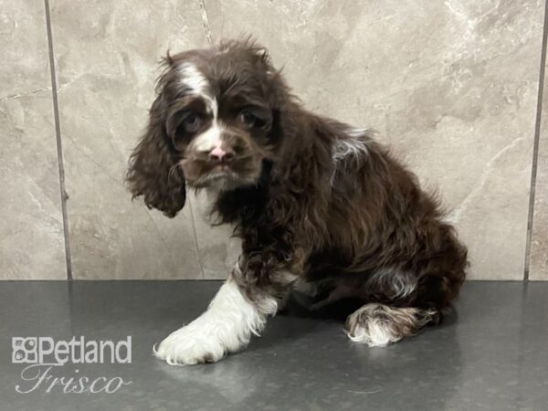 Cocker Spaniel DOG Male Choc Merle 28726 Petland Frisco, Texas