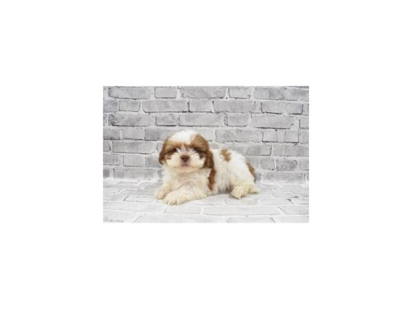 Shih Tzu-DOG-Female-Liver and White-28750-Petland Frisco & Mckinney, Texas