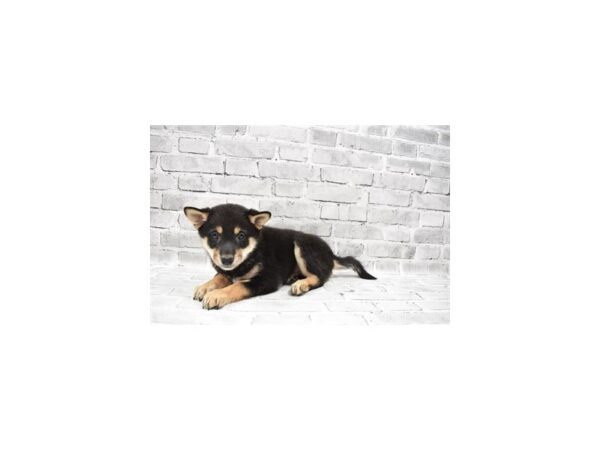 Shiba Inu-DOG-Female-Black and Tan-28748-Petland Frisco & Mckinney, Texas