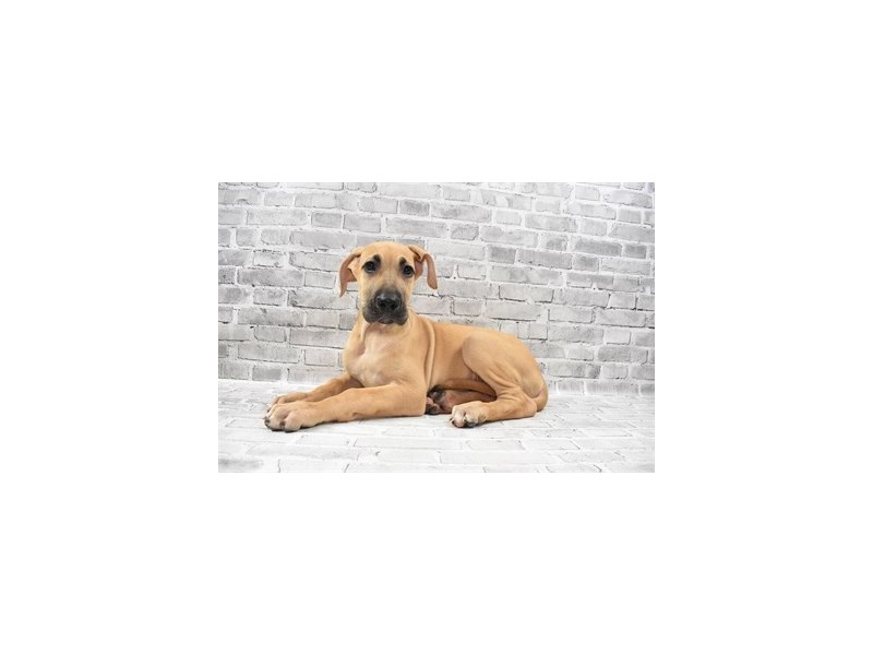 Great Dane Dog Female Fawn 28745