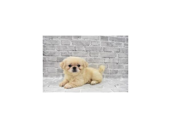 Pekingese DOG Female Cream 28747 Petland Frisco, Texas