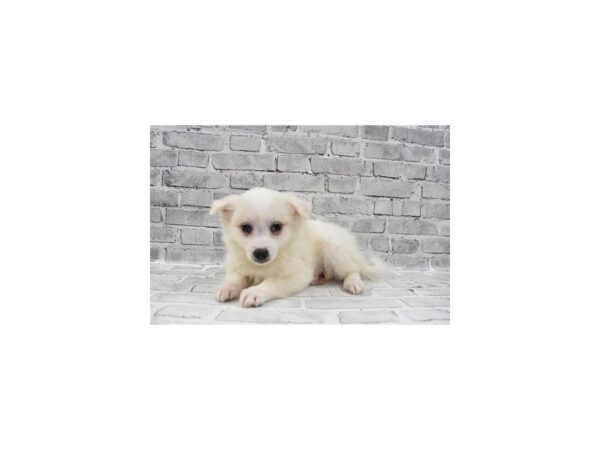 American Eskimo DOG Female White 28743 Petland Frisco, Texas