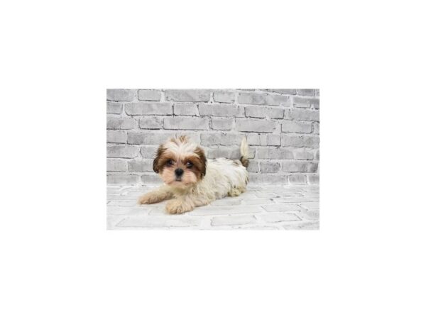 Shih Tzu-DOG-Female-Gold and White-28749-Petland Frisco & Mckinney, Texas