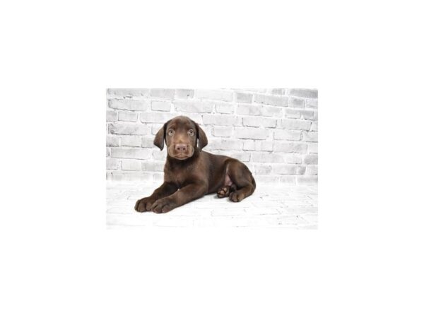 Labrador Retriever-DOG-Male-Chocolate-28746-Petland Frisco & Mckinney, Texas