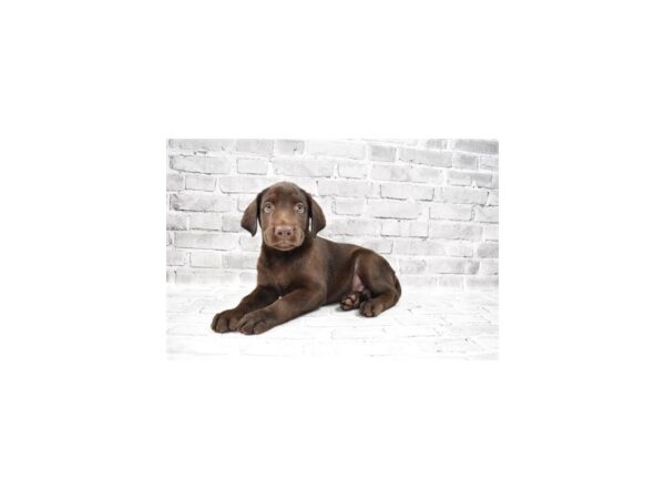 Labrador Retriever-DOG-Male-Chocolate-28746-Petland Frisco, Texas