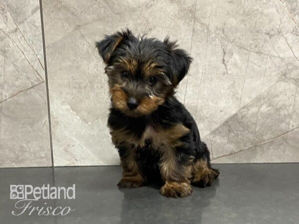 Yorkshire Terrier-DOG-Male-Black and Gold-28751-Petland Frisco & Mckinney, Texas