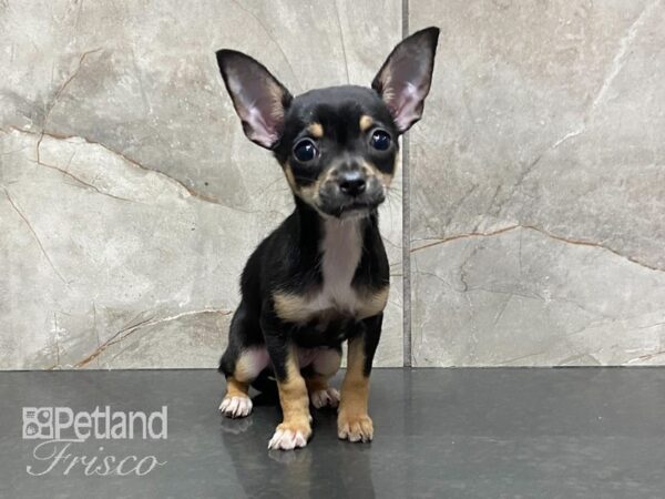 Chihuahua-DOG-Female-Black and Tan-28744-Petland Frisco, Texas