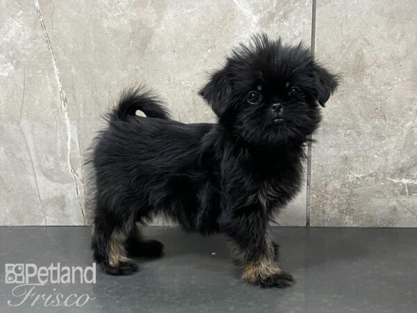 Shiffon-DOG-Female--28761-Petland Frisco & Mckinney, Texas