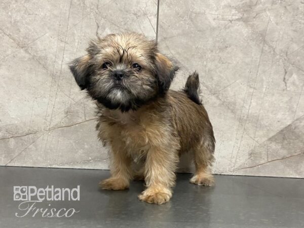 Shiffon-DOG-Female--28762-Petland Frisco & Mckinney, Texas
