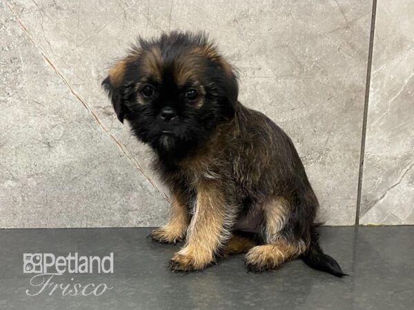 Shiffon-DOG-Female--28760-Petland Frisco & Mckinney, Texas