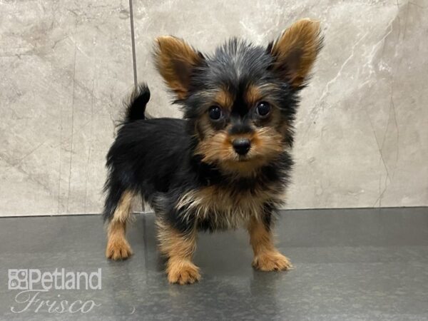 Silky Terrier DOG Female Blk & Tan 28733 Petland Frisco, Texas