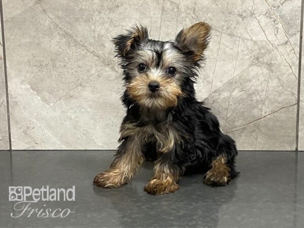 Silky Terrier DOG Female Blk & Tan 28734 Petland Frisco, Texas