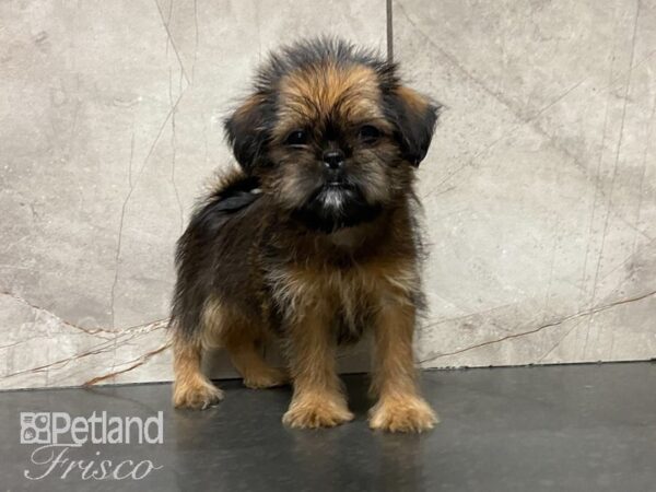 Shiffon DOG Female 28759 Petland Frisco, Texas