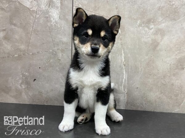 Shiba Inu-DOG-Female-Blk Wht Tan-28738-Petland Frisco, Texas