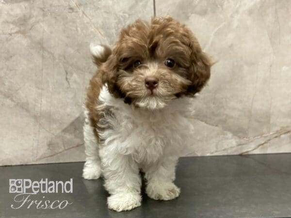 Miniature Poodle/F1B Cockapoo-DOG-Female-Choc & Wht-28737-Petland Frisco, Texas