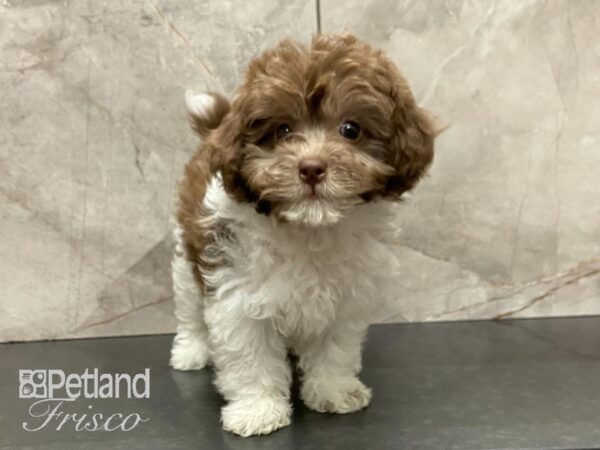 Miniature Poodle/F1B Cockapoo-DOG-Female-Choc & Wht-28737-Petland Frisco & Mckinney, Texas