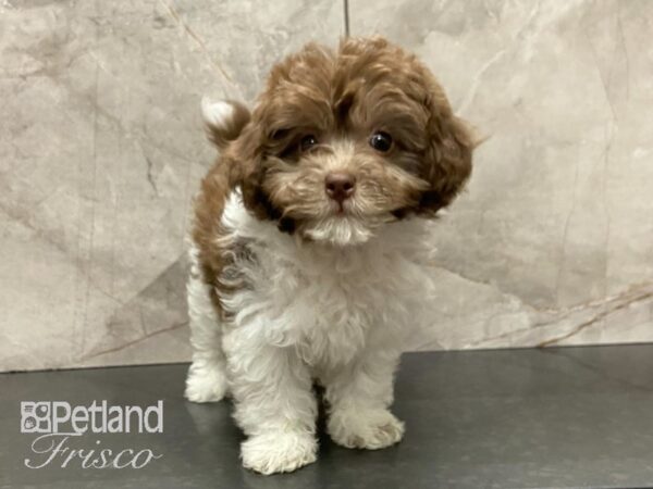 Miniature Poodle/F1B Cockapoo DOG Female Choc & Wht 28737 Petland Frisco, Texas