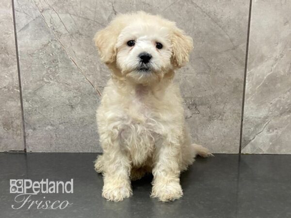 2nd Generation Mini Goldendoodle-DOG-Male-Cream-28757-Petland Frisco & Mckinney, Texas