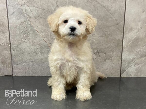 2nd Generation Mini Goldendoodle DOG Male Cream 28757 Petland Frisco, Texas