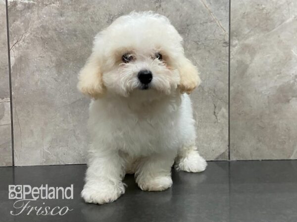 Coton De Tulear/Miniature Poodle-DOG-Male-Wht Crm-28767-Petland Frisco, Texas