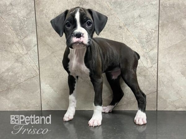 Boxer DOG Female BLK & WHT 28772 Petland Frisco, Texas