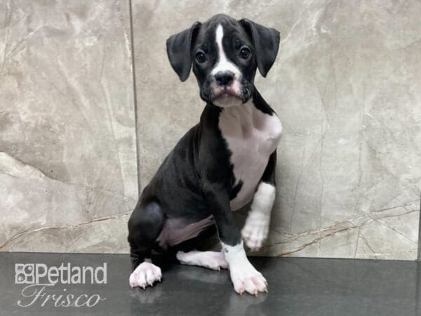 Boxer DOG Female BLK & WHT 28770 Petland Frisco, Texas