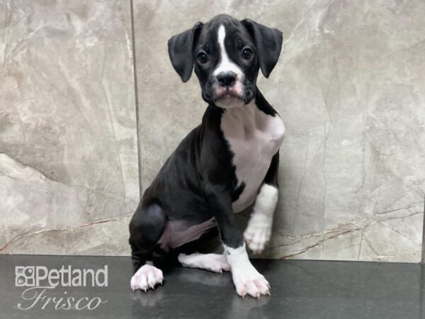 Boxer-DOG-Female-BLK & WHT-28770-Petland Frisco & Mckinney, Texas