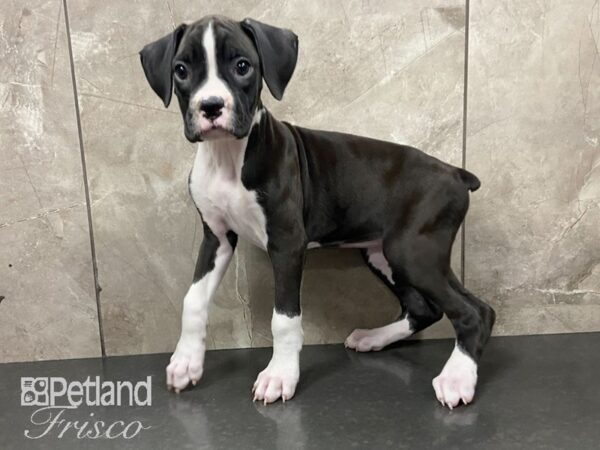 Boxer DOG Female BLK & WHT 28773 Petland Frisco, Texas