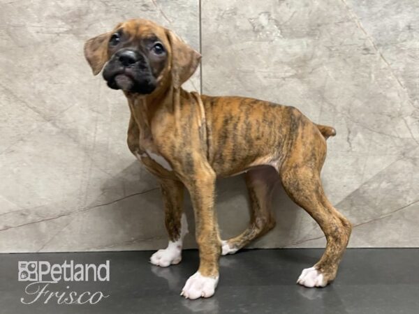 Boxer-DOG-Female-BRDL & WHT-28771-Petland Frisco & Mckinney, Texas