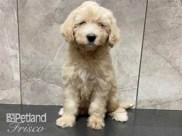 2nd Generation Mini Goldendoodle-DOG-Female-Cream-28758-Petland Frisco, Texas