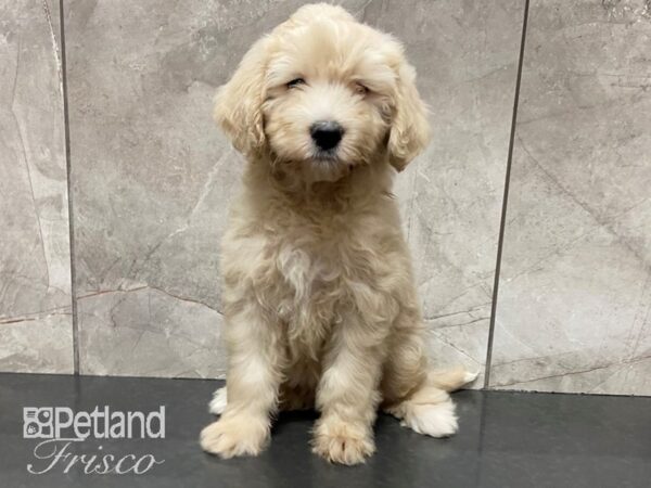 2nd Generation Mini Goldendoodle DOG Female Cream 28758 Petland Frisco, Texas