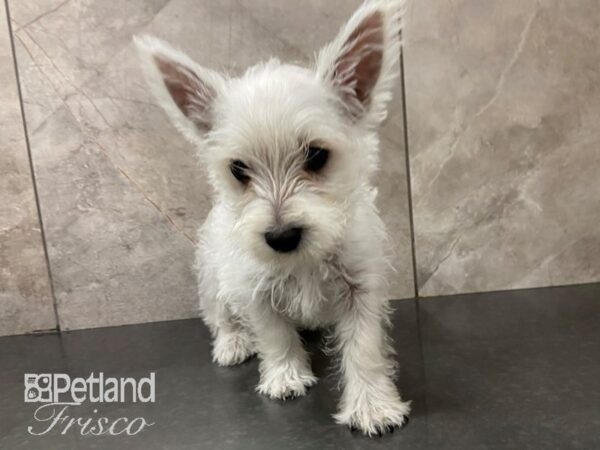 West Highland Terrier DOG Male White 28736 Petland Frisco, Texas