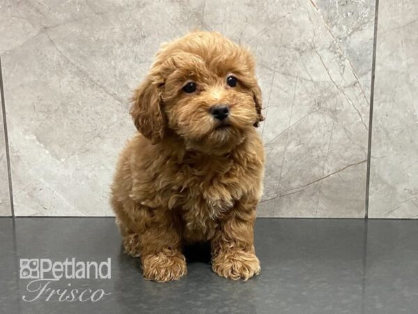 Goldendoodle Mini 2nd Gen-DOG-Female-RED-28785-Petland Frisco & Mckinney, Texas