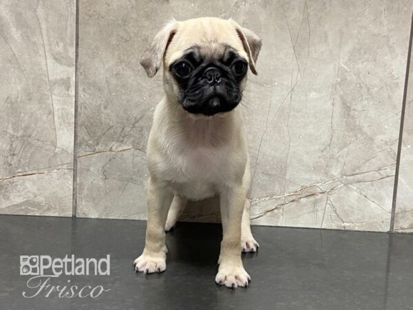 Pug-DOG-Female-Fawn-28789-Petland Frisco, Texas