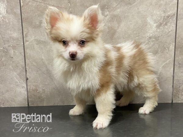 Pomsky-DOG-Male-Red Merle-28788-Petland Frisco & Mckinney, Texas