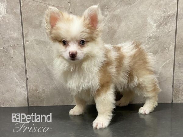 Pomsky DOG Male Red Merle 28788 Petland Frisco, Texas