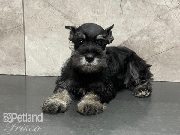 Miniature Schnauzer-DOG-Female-Black & Silver-28777-Petland Frisco & Mckinney, Texas