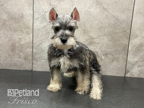 Miniature Schnauzer-DOG-Male-Salt and Pepper-28776-Petland Frisco & Mckinney, Texas