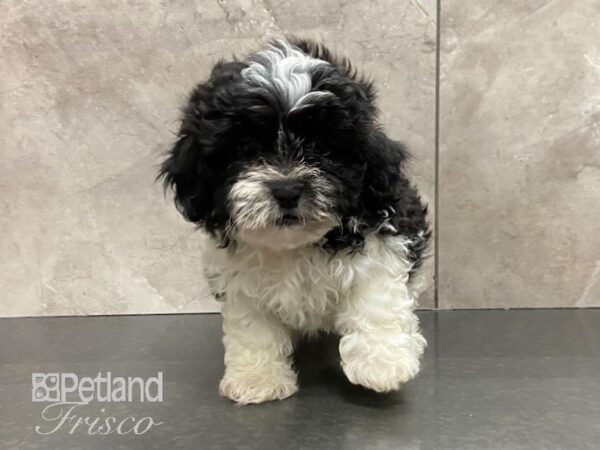 Shihpoo DOG Male WHT BLK 28791 Petland Frisco, Texas