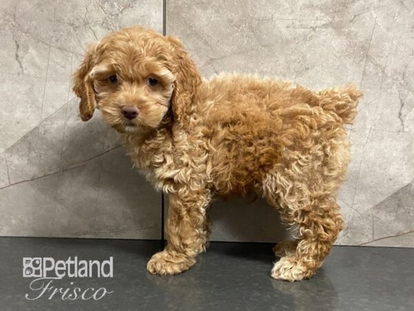 Cock A Poo DOG Male RED 28787 Petland Frisco, Texas