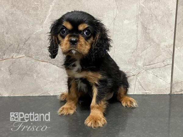 Cavalier King Charles Spaniel-DOG-Male-BLK & TAN-28780-Petland Frisco & Mckinney, Texas