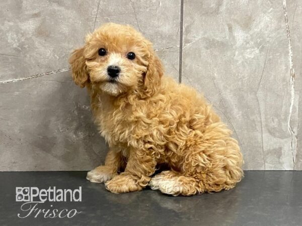 Maltipoo DOG Female RED 28782 Petland Frisco, Texas