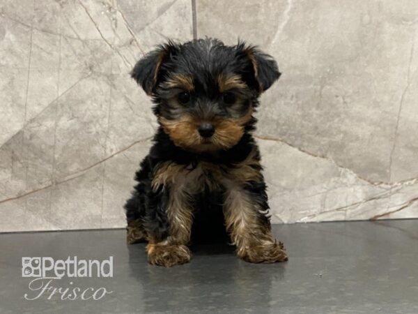 Yorkshire Terrier-DOG-Female-BLK & TAN-28784-Petland Frisco & Mckinney, Texas